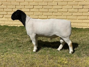 LOT 83 1X DORPER FLOCK RAM LEROY PHILLIPS & SON DORPERS