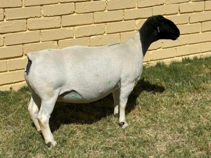 LOT 11 1X DORPER T5 OOI/EWE LEROY PHILLIPS & SON DORPERS