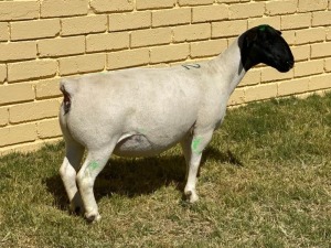 LOT 12 1X DORPER T5 OOI/EWE LEROY PHILLIPS & SON DORPERS