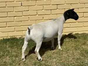 LOT 14 1X DORPER T5 OOI/EWE LEROY PHILLIPS & SON DORPERS