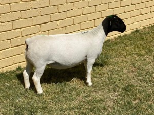 LOT 13 1X DORPER T5 OOI/EWE LEROY PHILLIPS & SON DORPERS