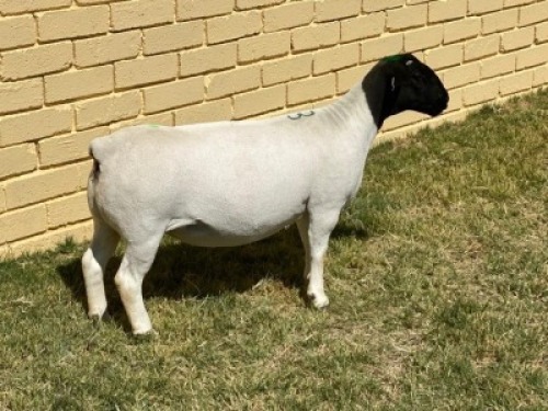 LOT 13 1X DORPER T5 OOI/EWE LEROY PHILLIPS & SON DORPERS