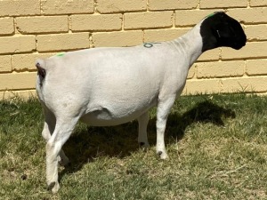 LOT 36 2X DORPER T5 OOI/EWE LEROY PHILLIPS & SON DORPERS