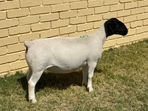 LOT 15 1X DORPER T5 OOI/EWE LEROY PHILLIPS & SON DORPERS