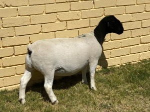 LOT 37 2X DORPER T5 OOI/EWE LEROY PHILLIPS & SON DORPERS