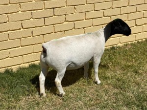 LOT 38 2X DORPER T5 OOI/EWE LEROY PHILLIPS & SON DORPERS