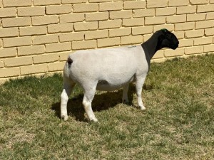 LOT 39 1X DORPER T5 OOI/EWE LEROY PHILLIPS & SON DORPERS