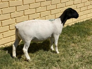 LOT 40 2X DORPER T5 OOI/EWE LEROY PHILLIPS & SON DORPERS