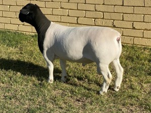 LOT 84 1X DORPER FLOCK RAM LEROY PHILLIPS & SON DORPERS