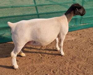 LOT 51 1X DORPER T5 OOI/EWE MICKEY PHILLIPS & SON