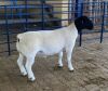 LOT 3 1X DORPER T5 RAM MICKEY PHILLIPS & SON