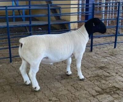 LOT 3 1X DORPER T5 RAM MICKEY PHILLIPS & SON