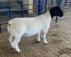 LOT 3 1X DORPER T5 RAM MICKEY PHILLIPS & SON - 2