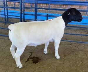 LOT 70 1X DORPER STUD RAM MICKEY PHILLIPS & SON