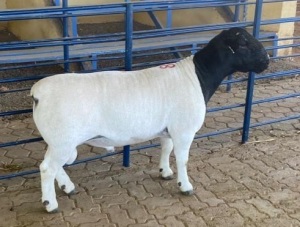 LOT 78 1X DORPER FLOCK RAM MICKEY PHILLIPS & SON