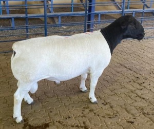 LOT 71 1X DORPER FLOCK RAM MICKEY PHILLIPS & SON