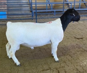 LOT 79 1X DORPER FLOCK RAM MICKEY PHILLIPS & SON