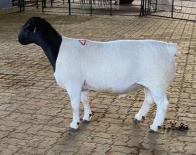 LOT 40 1X DORPER STUD RAM MICKEY PHILLIPS & SON