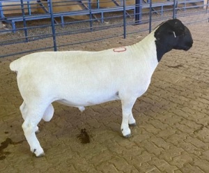 LOT 80 1X DORPER FLOCK RAM MICKEY PHILLIPS & SON