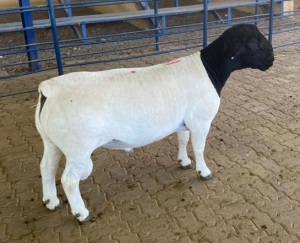 LOT 81 1X DORPER FLOCK RAM MICKEY PHILLIPS & SON