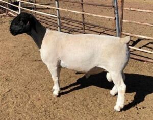 LOT 69 1X DORPER FLOCK RAM MICKEY PHILLIPS & SON