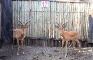 2X ROOIBOKKE M:2 MBWB 1 (Pay per animal to take all in lot)