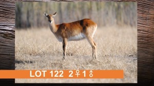 3X LECHWE (PER STUK OM LOT TE NEEM)