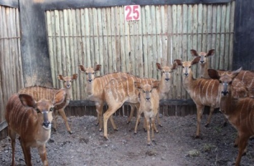 4X NYALAS F:4 KOLSKOOT (Pay per animal to take all in lot)