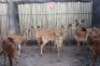 4X NYALAS F:4 KOLSKOOT (Pay per animal to take all in lot)