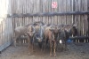 7X BLOUWILDEBEESTE MBWB 1 (Pay per animal to take all in lot)