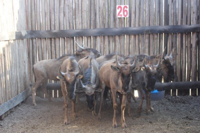 7X BLOUWILDEBEESTE MBWB 1 (Pay per animal to take all in lot)