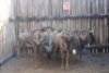 7X BLOUWILDEBEESTE MBWB 1 (Pay per animal to take all in lot)