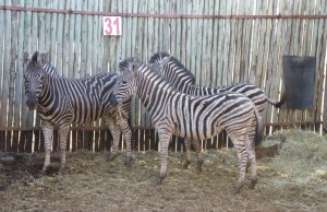 3X ZEBRA F:3 G.LOOTS (Pay per animal to take all in lot)