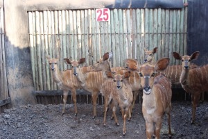 4X NYALAS F:4 KOLSKOOT (Pay per animal to take all in lot)