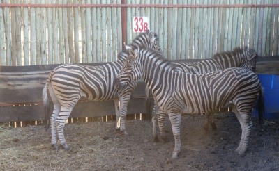 3X ZEBRA M:1 F:2 G.LOOTS (Pay per animal to take all in lot)