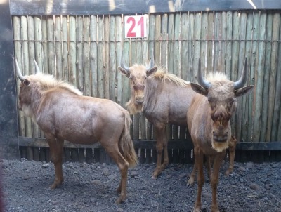 3X GOUEWILDEBEESTE M:3 BOER & GEES (Pay per animal to take all in lot)