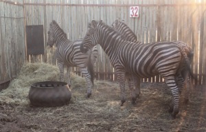 3X ZEBRA M:1 F:2 G.LOOTS (Pay per animal to take all in lot)