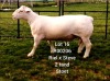 LOT 16 1X WHITE DORPER RAM Larry Snyders STUD