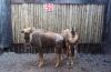 2X SPLIT KONINGS WILDEBEES M:2 BOER & GEES (Pay per animal to take all in lot)