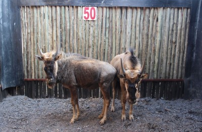 2X SPLIT KONINGS WILDEBEES M:2 BOER & GEES (Pay per animal to take all in lot)