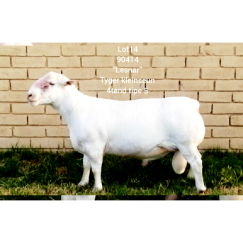 LOT 14 1X WHITE DORPER RAM Larry Snyders TYPE 5