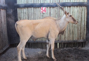 1X ELAND BUL M:1 OMEGA (Pay per animal to take all in lot)