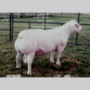 LOT 15 1X WHITE DORPER RAM Larry Snyders TYPE 5