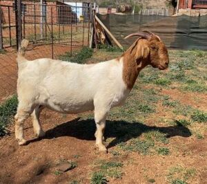 1X BOERBOK OOI/EWE STUD PELSER BOERBOKSTOET