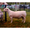 LOT 17 1X WHITE DORPER RAM Larry Snyders STUD