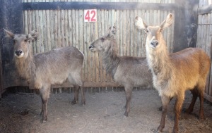 3X WATERBOKKE F:3 MBWB 1 (Pay per animal to take all in lot)