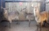 3X WATERBOKKE F:3 MBWB 1 (Pay per animal to take all in lot)