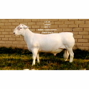 LOT 29 1X WHITE DORPER RAM Larry Snyders TYPE 5