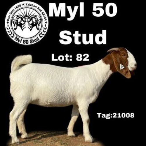 1X BOERBOK OOI/EWE FLOCK MYL 50 STUD