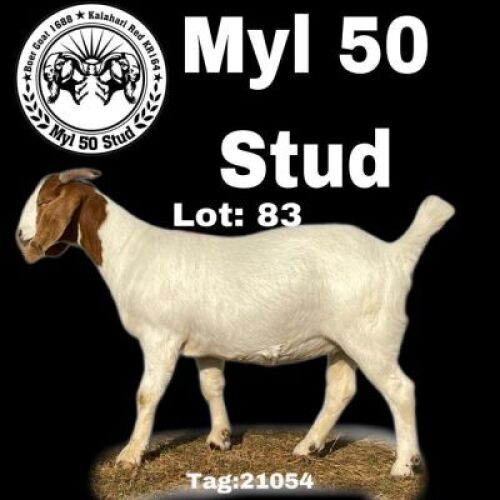 1X BOERBOK OOI/EWE FLOCK MYL 50 STUD